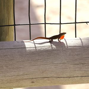 Brown Anole
