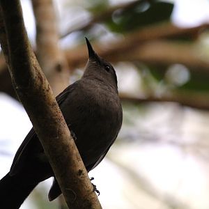 Gray Catbird