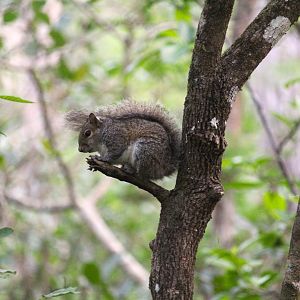 Florida Gray Squirrel