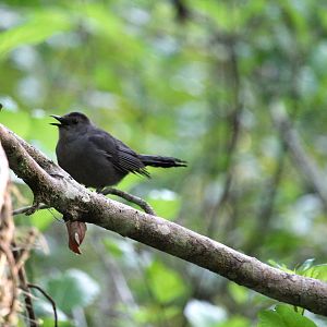 Gray Catbird