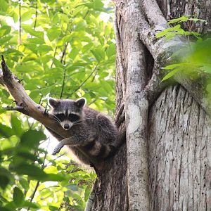 Florida Raccoon