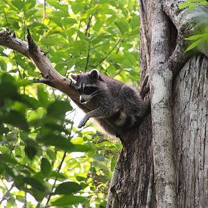 Florida Raccoon