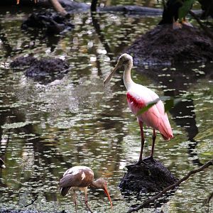 Roseate Spoonbill