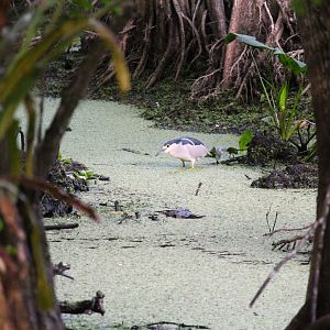 American Black-crowned Night-Heron
