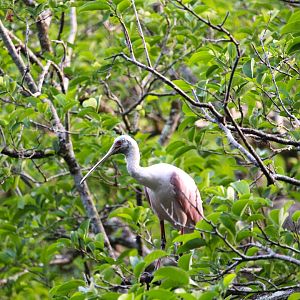 Roseate Spoonbill