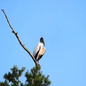 Wood Stork