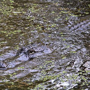 American Alligator