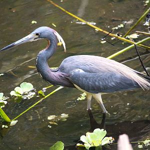 Northern Tricolored Heron
