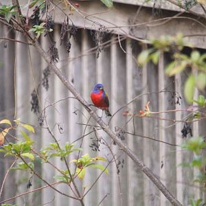 Eastern Painted Bunting