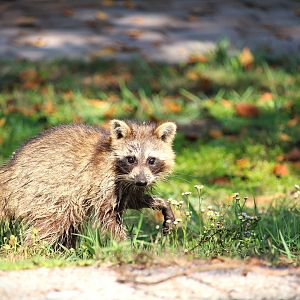 Florida Raccoon