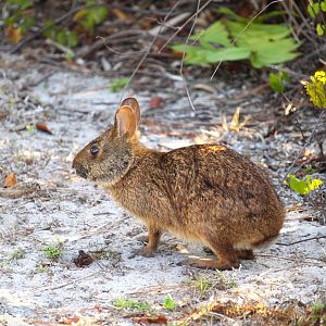 Florida Marsh Rabbit