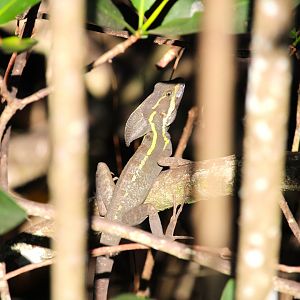 Brown Basilisk