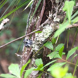 Black-and-white Warbler