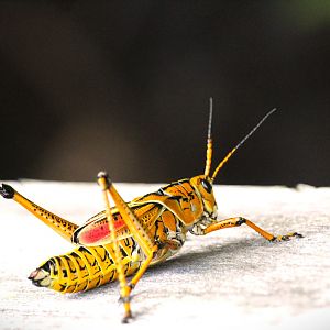 Eastern Lubber Grasshopper