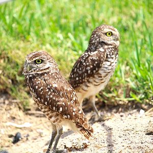 Florida Burrowing Owls