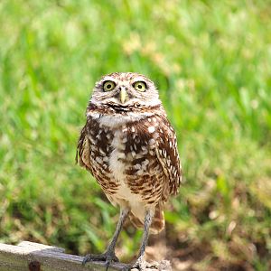 Florida Burrowing Owl