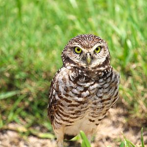 Florida Burrowing Owl