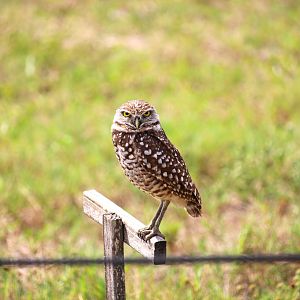 Florida Burrowing Owl