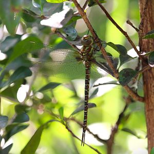 Regal Darner