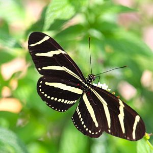 Zebra Longwing