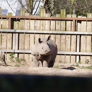 Jiya- Greater one-horned rhino calf- Chester Zoo 4/4/2023