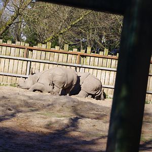 Jiya- Greater one-horned rhino calf and mum, Asha- Chester Zoo 4/4/2023
