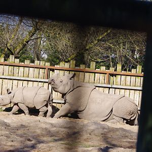 Jiya- Greater one-horned rhino calf and mum, Asha- Chester Zoo 4/4/2023