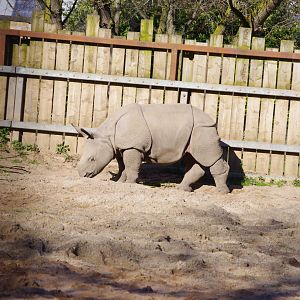 Jiya- Greater one-horned rhino calf- Chester Zoo 4/4/2023