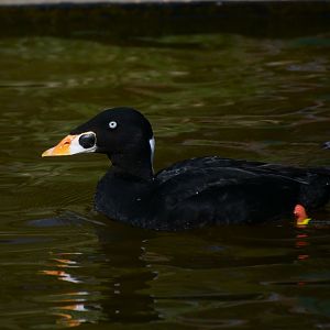 Surf scoter (Melanitta perspicillata)
