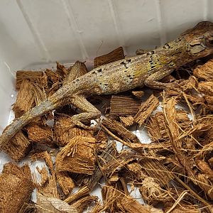 Anolis valencienii - male