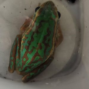 Frog ID