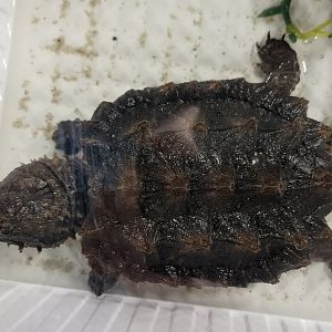 Alligator snapping turtle