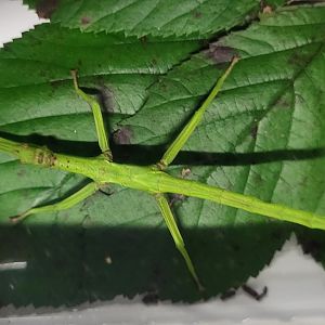 Diapherodes gigantea