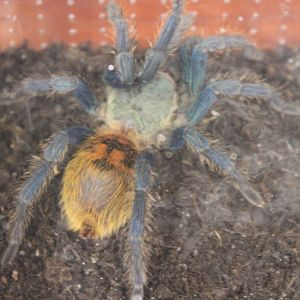 Chromatopelma cyanopubescens