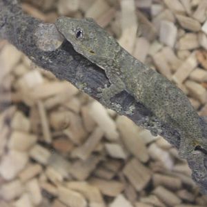 Eurydactylodes occidentalis