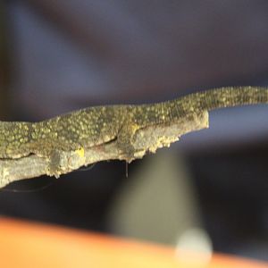 Eurydactylodes symmetricus