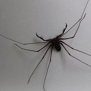 Whip spider specimen
