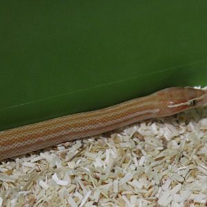 African house snake - Boaedon fuliginosus