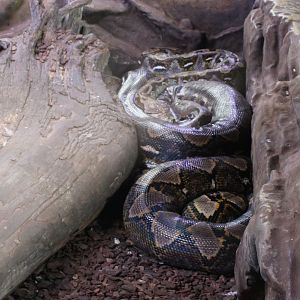 Reticulated python