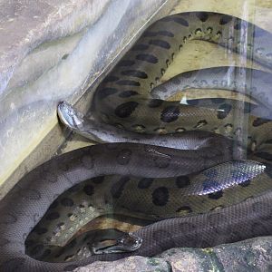 Green anaconda's
