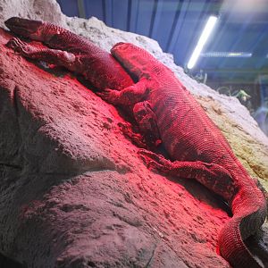 Black-throated monitors