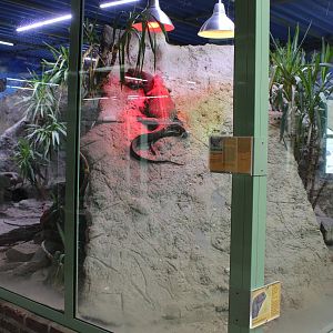 Enclosure Black-throated monitor