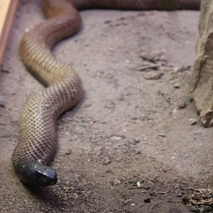 Arabian cobra - Naja arabica