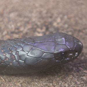 Arabian cobra - Naja arabica
