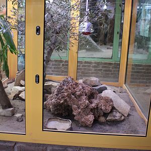 Enclosure Arabian cobra