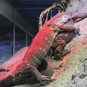 Black-throated monitors