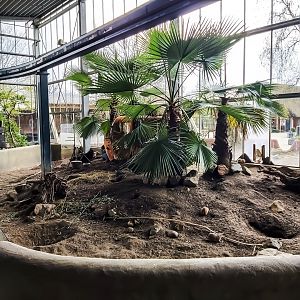 Black-tailed prairie dog indoor enclosure