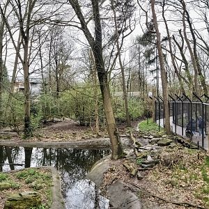 View in the Bear Forest