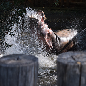 Common Hippo (Hippopotamus amphibius)