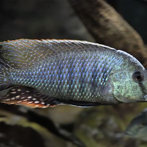 Lake Chilingali Lethrinops cichlid